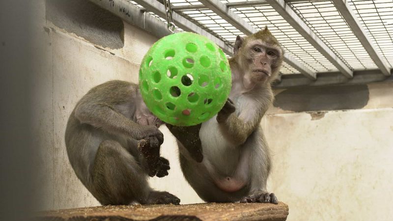 Videos of the week: MRC research with macaques