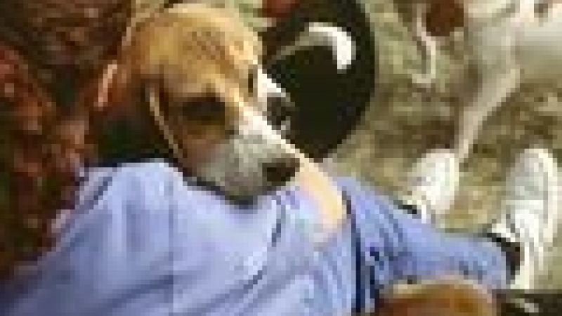 Dogs in medical research into heart function