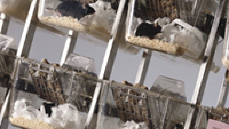 Mice in medical research