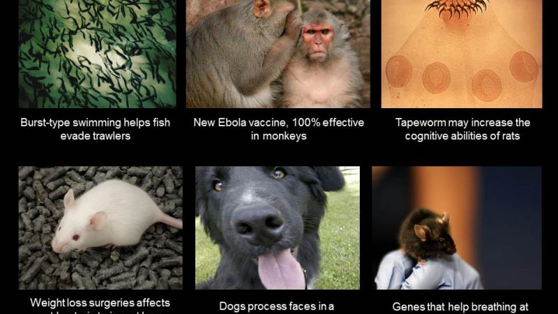 New ebola vaccine works