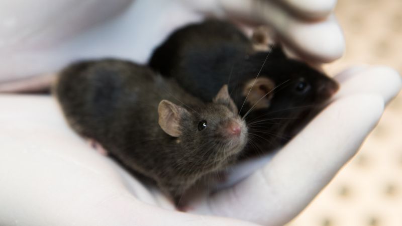After successful animal trials, gene therapy restores hearing in toddler