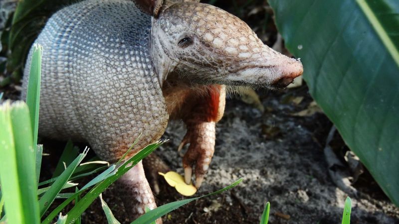 Armadillos roll out treatments for leprosy