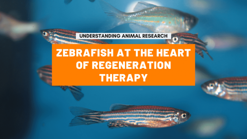 Zebrafish at the heart of regeneration therapy