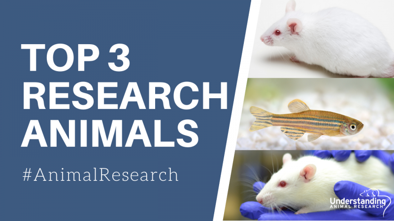 Top three animals used in scientific research