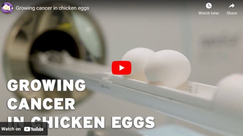 Growing cancer in chicken eggs