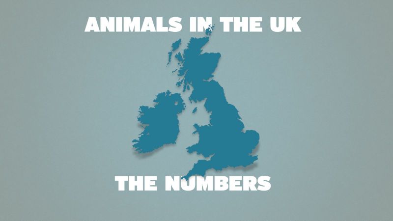 Animal Uses In Society