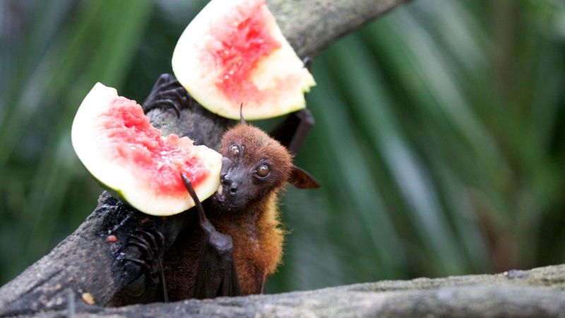 Why bats avoid getting drunk