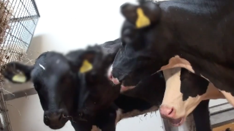 Testing foot-and-mouth disease vaccines