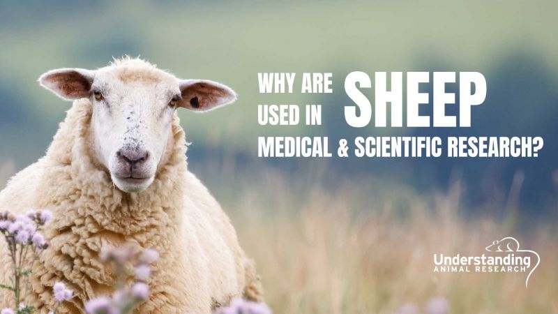 Why are sheep used in medical & scientific research?