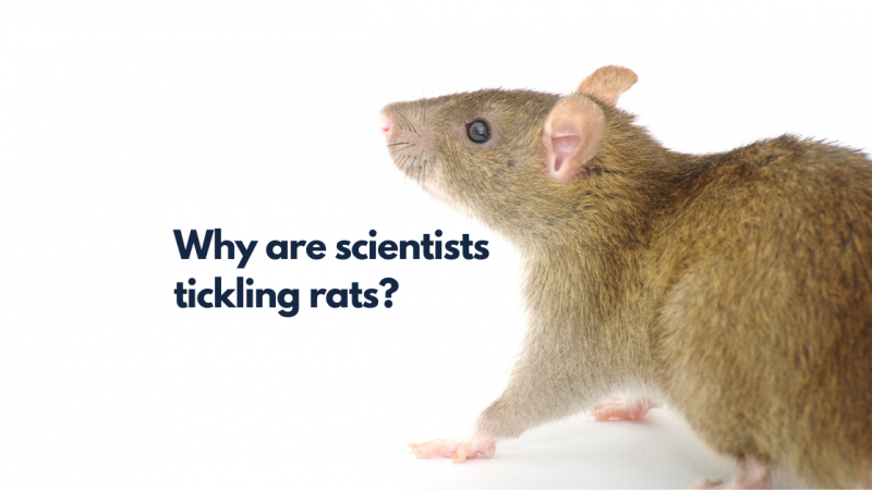 Why are scientists tickling rats?