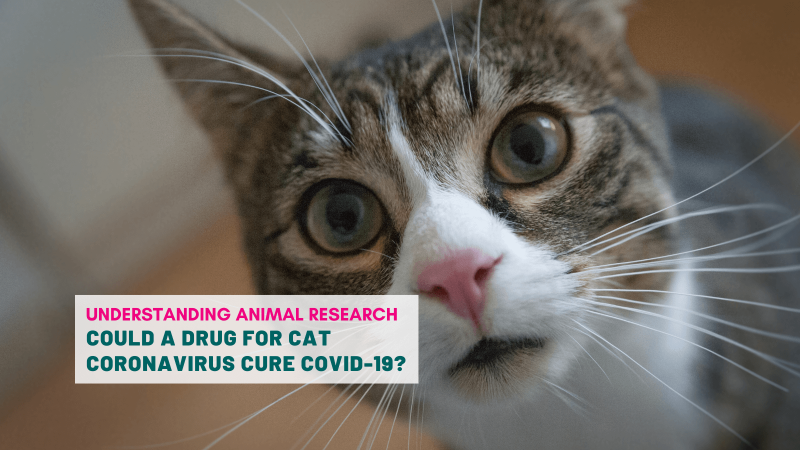 Could a drug for cat coronavirus cure COVID-19?