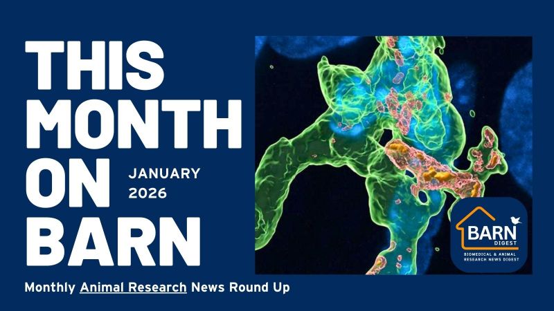 This month on BARN - animal research news from UAR members (January 2026)
