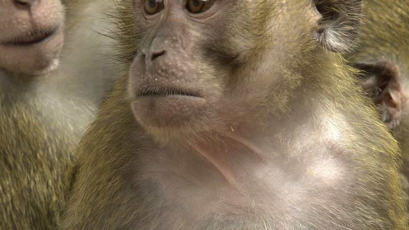 Where does the MRC breed research macaques?