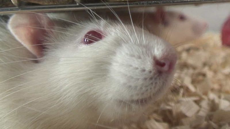 Rats in medical research - B roll