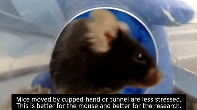 Caring for laboratory mice