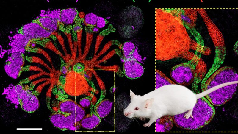 Lab-grown kidney works in animals