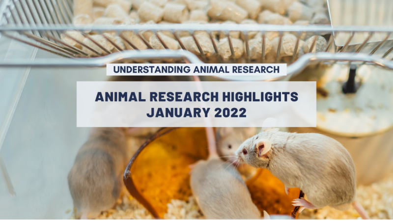 Animal research news: January 2022