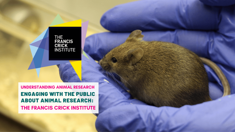 Engaging with the public about animal research: The Francis Crick Institute