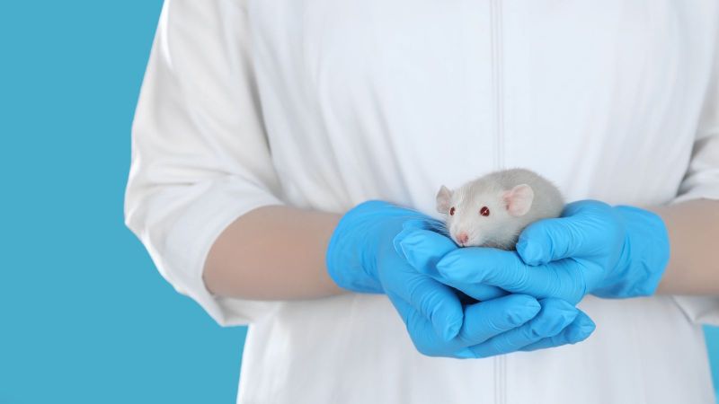 Animals in sepsis research