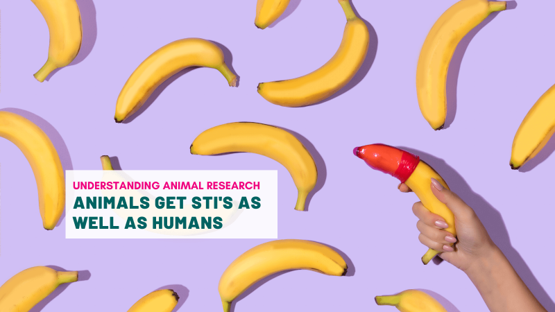 Animals get STI's as well as humans