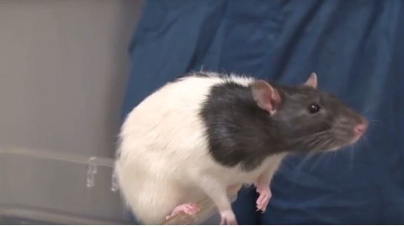 Cambridge shows how animal studies are helping us understand OCD