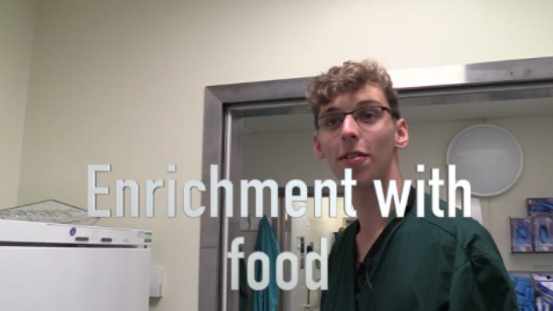 Enriching lab monkeys day through food