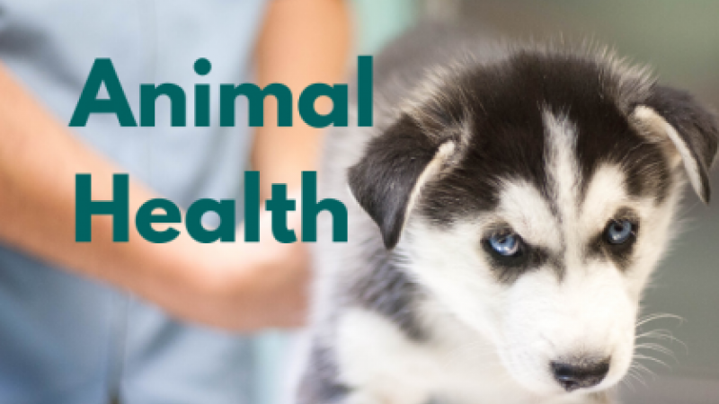 For animal health