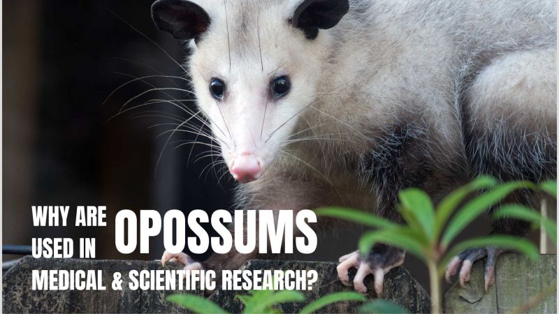 Why are opossums used in medical & scientific research?