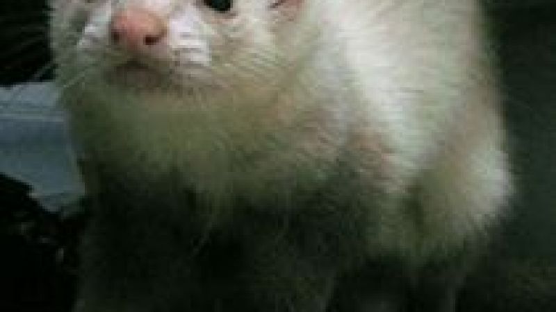 Ferrets in medical research