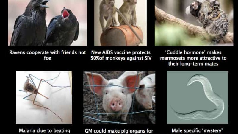 This week in animal research 161015