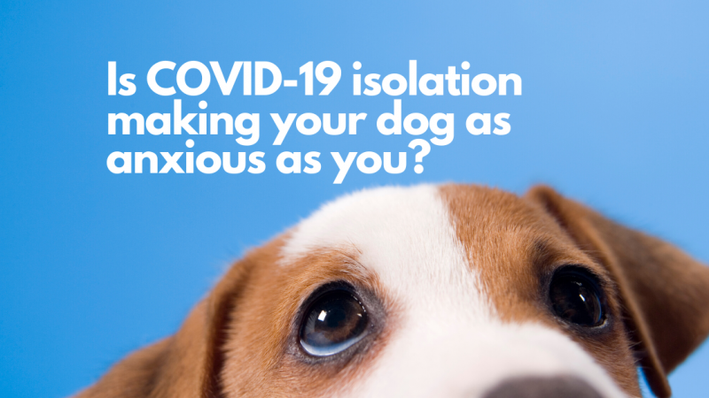 Is COVID-19 isolation making your dog as anxious as you?