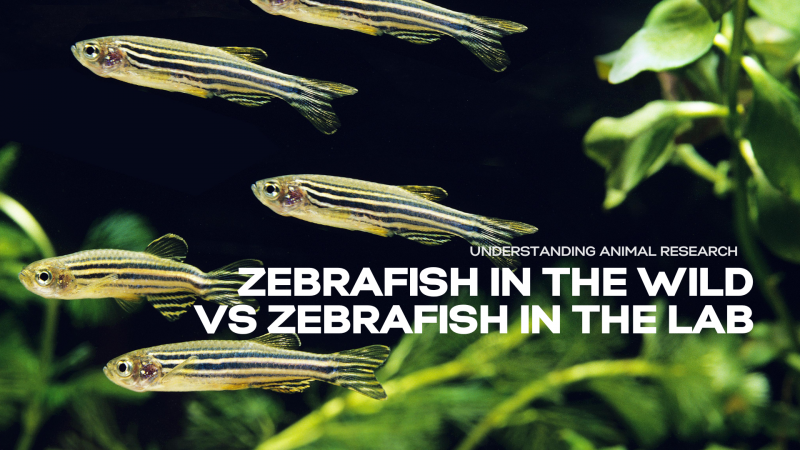 What can wild zebrafish tell us about keeping zebrafish in the lab?