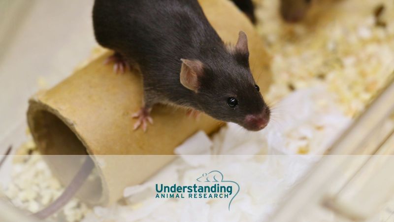Animal research statistics for Great Britain, 2025