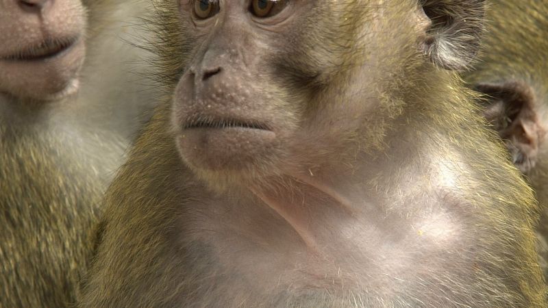 Two new films on Macaque research from the MRC