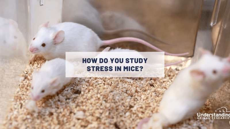 How do you study stress in mice?