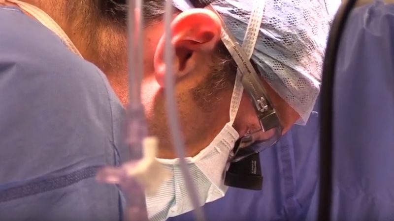 Pig being prepared for surgery