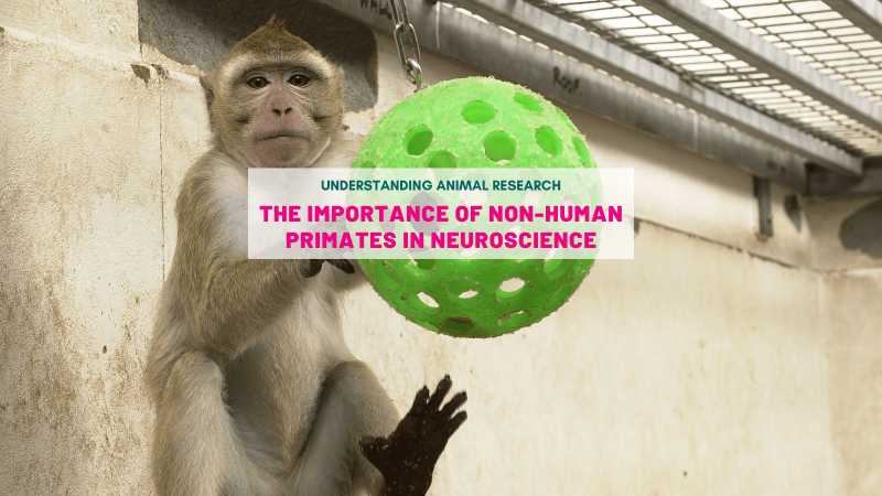 The importance of non-human primates in neuroscience