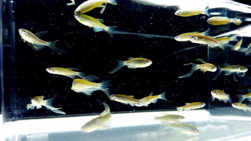 Bony research: how zebrafish are helping osteoarthritis research