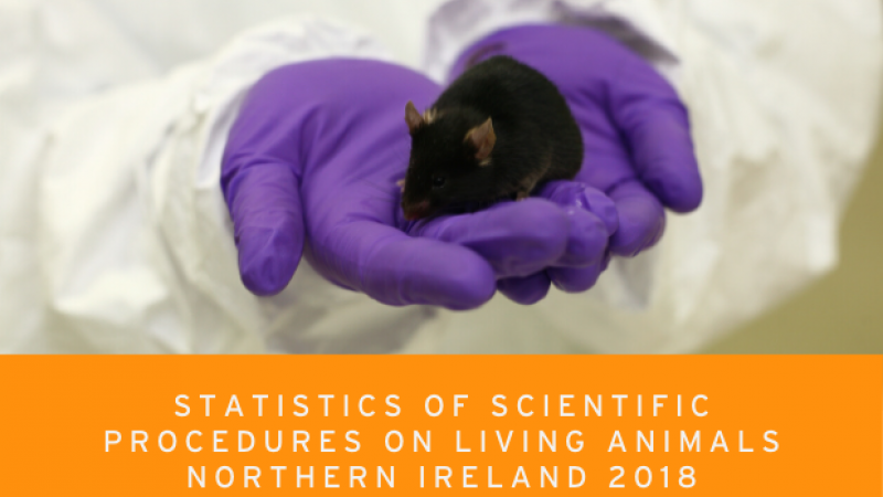 Northern Ireland Animal Research Numbers, 2018