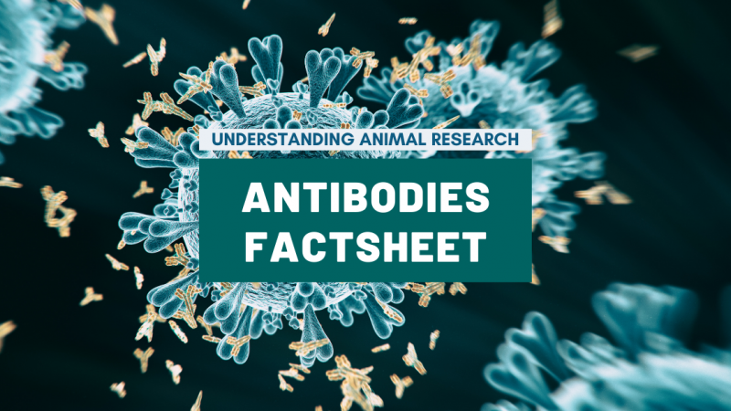 Antibodies factsheet