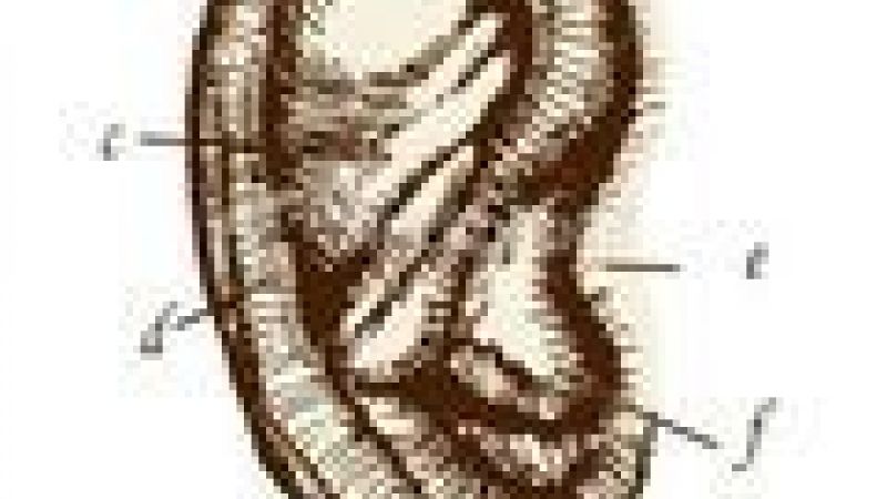 Ear cells could be used in facial reconstruction