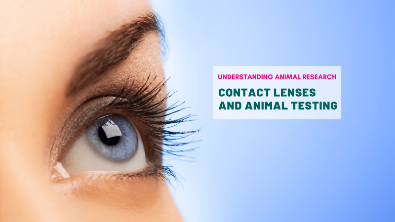 Contact lenses and animal testing