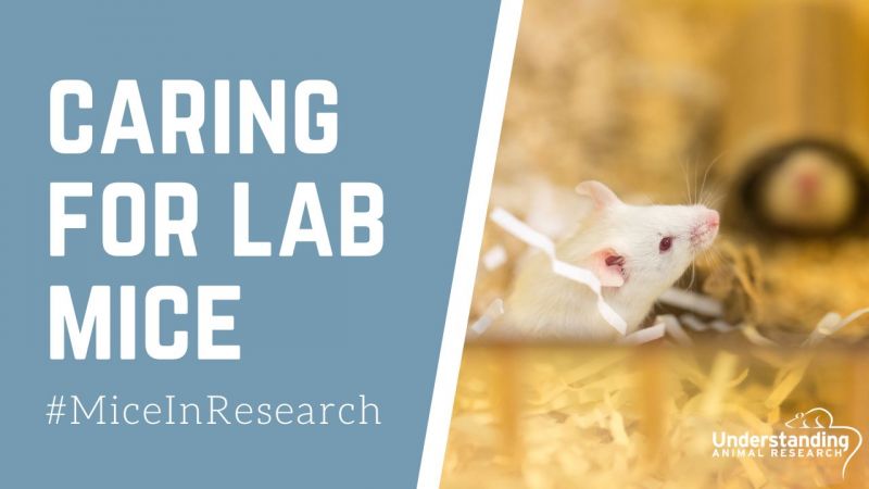Caring for laboratory mice