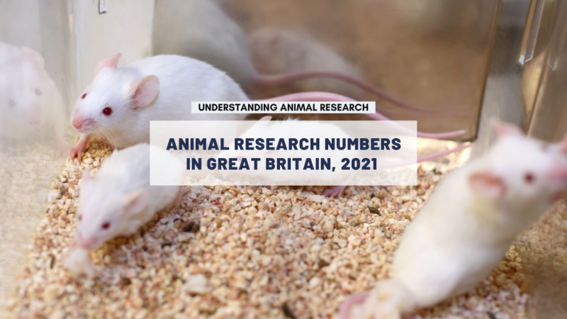 Animal research statistics for Great Britain, 2021
