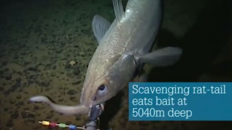 Video of the week: Life in the Mariana Trench