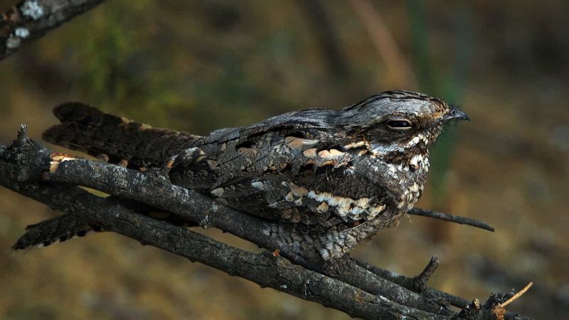 Can you see the bird?