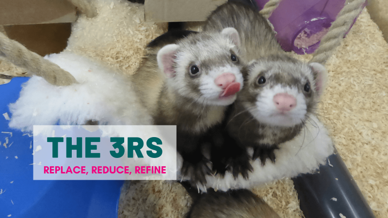 The 3Rs (refine, reduce, replace)