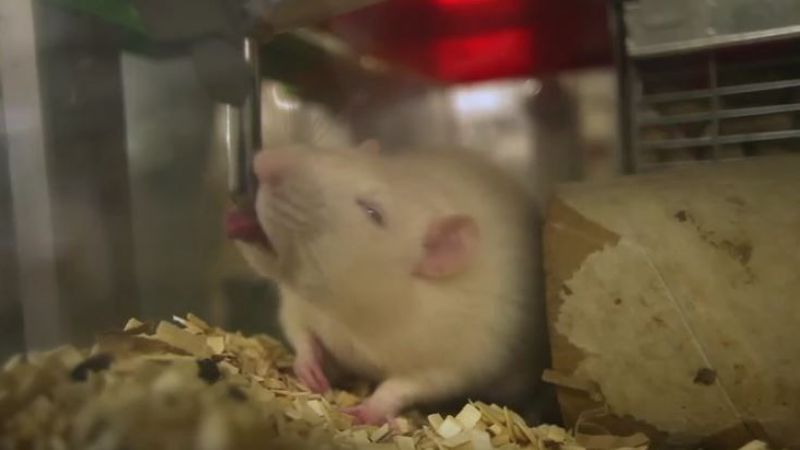 Animal research at Imperial College