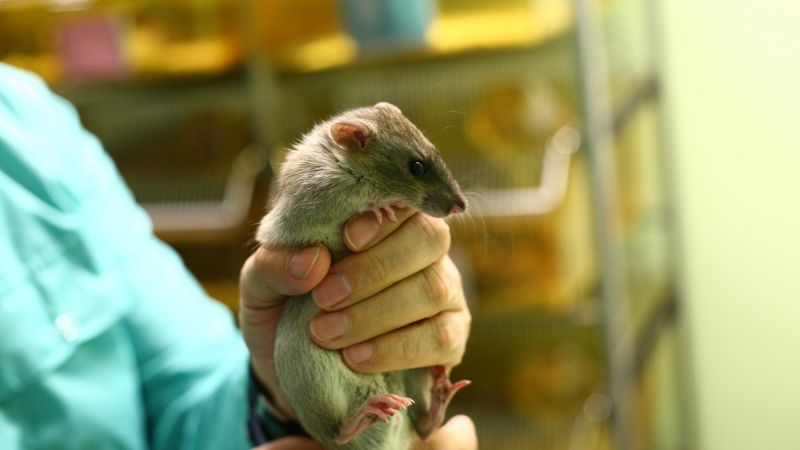 Do we need to test all new drugs in two species?