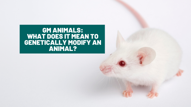 What does it mean to genetically modify an animal